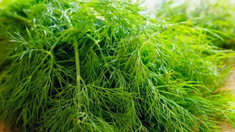 فروش سبزی شوید خشک صادراتی با شرایط استثنایی